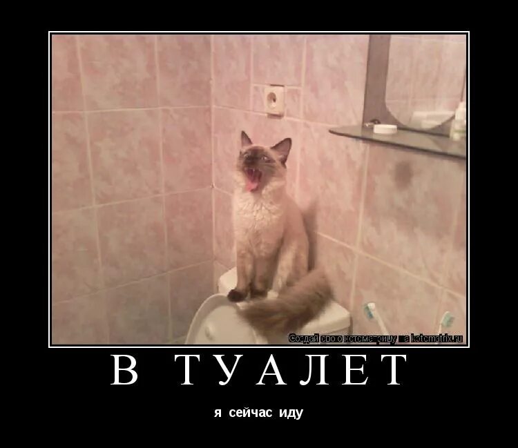 можно я схожу в ваш туалет. пойду в туалет схожу. пойду в туалет схожу. коты ходят в туалет. я не успел в туалет.