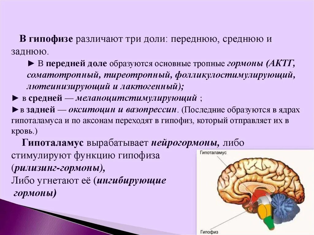 Гипофиз передний мозг
