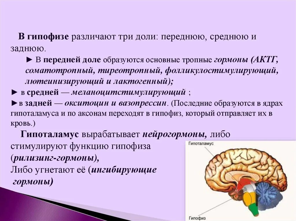 Гипофиз головного мозга функции таблица. Анатомические структуры передней доли гипофиза. Строение мозга гипофиз.