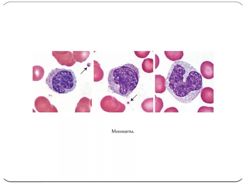 Азурофильные гранулы моноцитов. Моноцит гистология гранулы. Макрофаги гистология. Моноциты клетки. Макрофаги и нейтрофилы