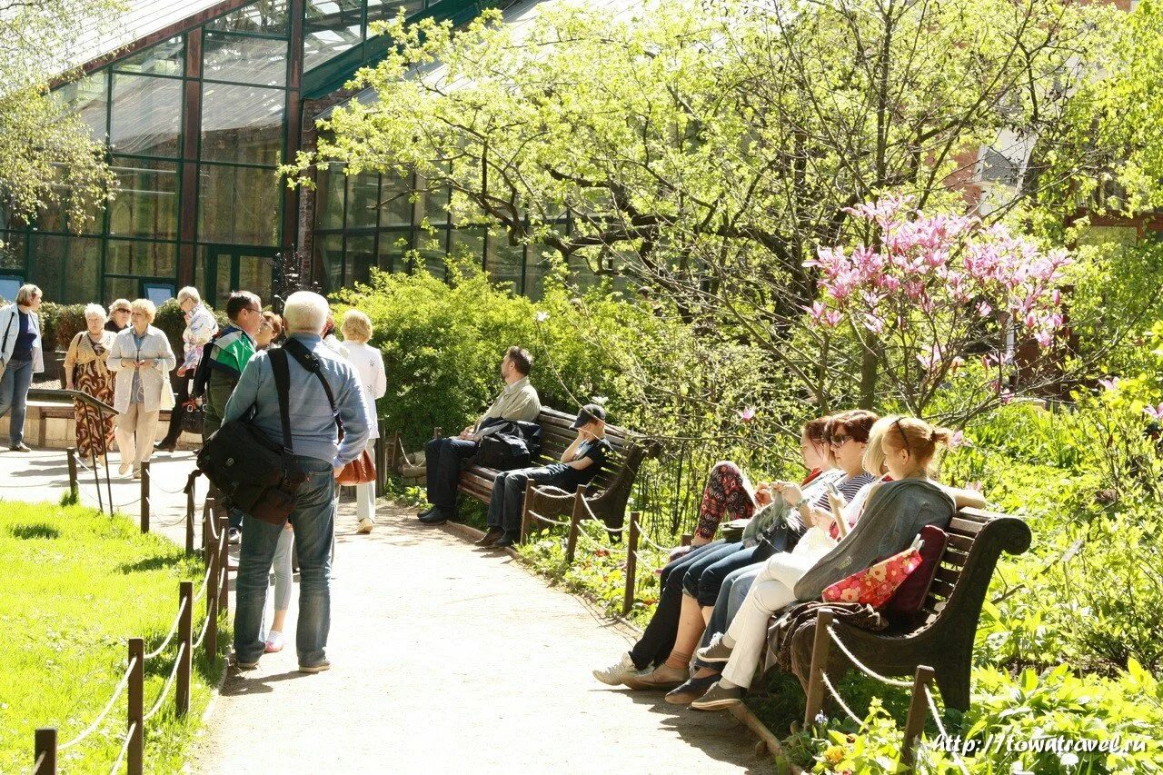 Сакура в аптекарском огороде. Ботанический сад мгу аптекарский огород. отанический сад мгу «аптекарский огород». ботанический сад мгу аптекарский огород сакура. сакура в саду мгу аптекарский огород.
