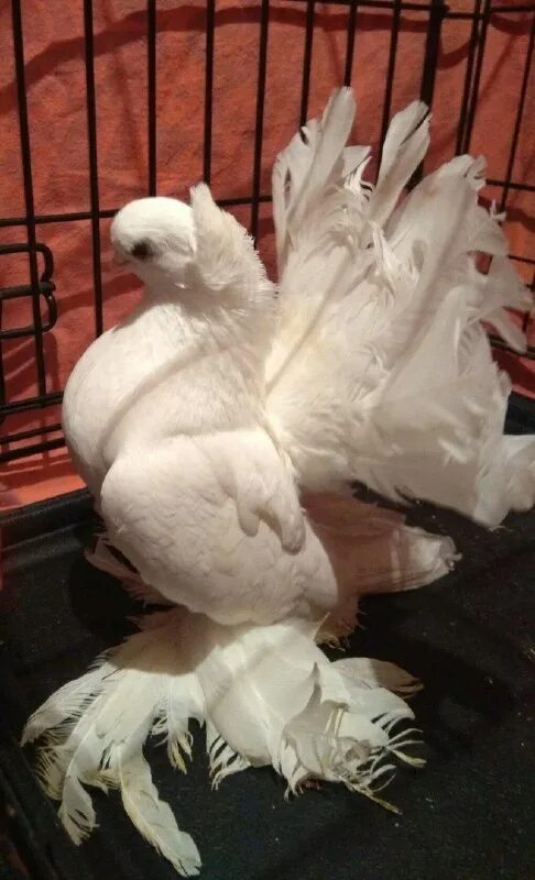 Москва выставка голубей 2023. Выставка голубей. Выставка голубей. Москва выставка голубей 2023. Выставка голубей в россии.