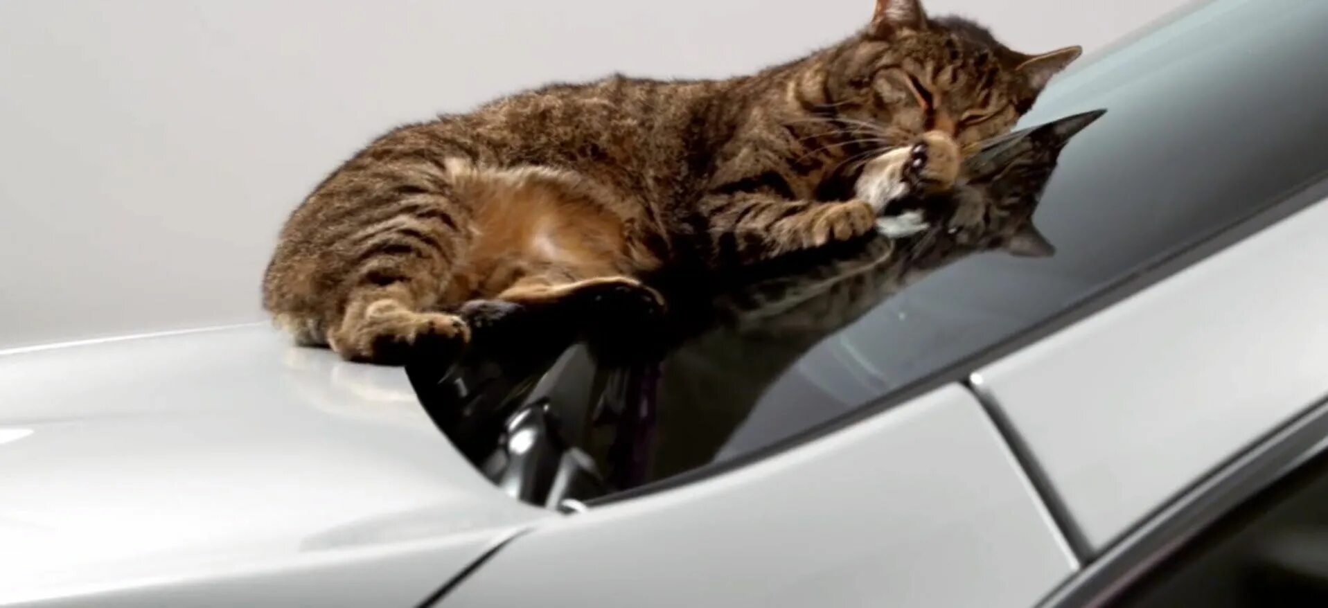 Включи котэ машина. Кот на капоте. Кот в машине. Машины с котами. Коты на капоте.