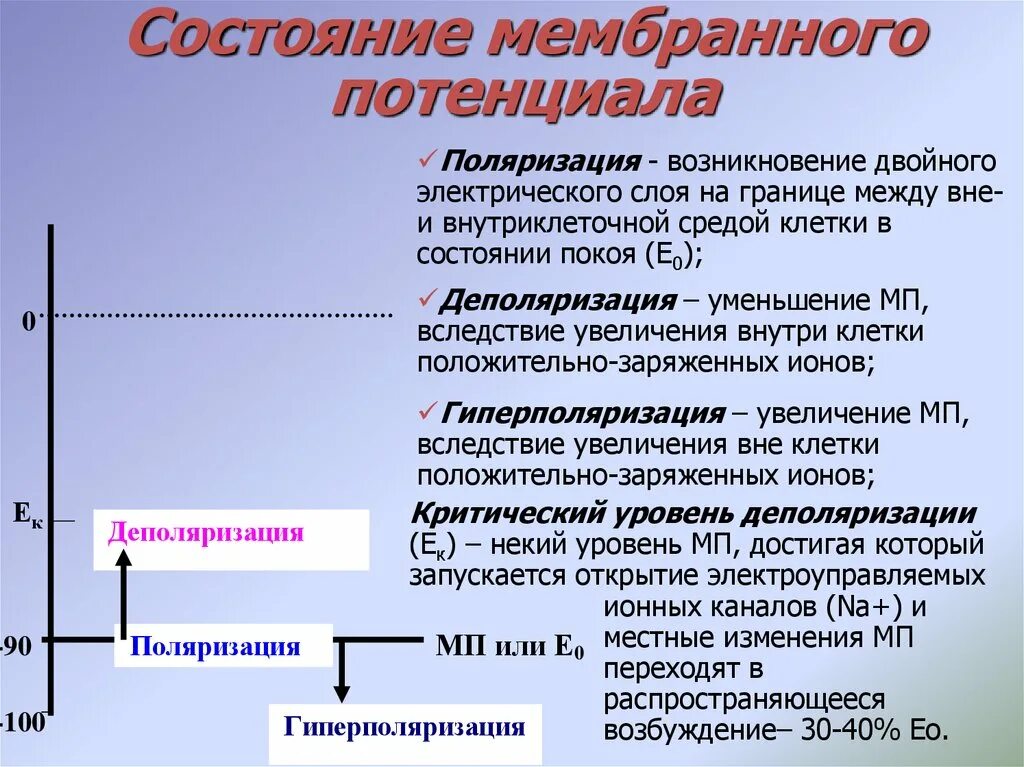 Мембранный потенциал и мембранный потенциал покоя деполяризация. Деполяризация это в физиологии. Деполяризация и реполяризация это в физиологии. Деполяризация мембраны это. Деполяризация мембраны клетки