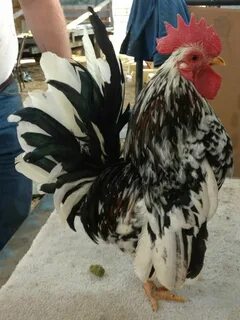 Малазийская серама