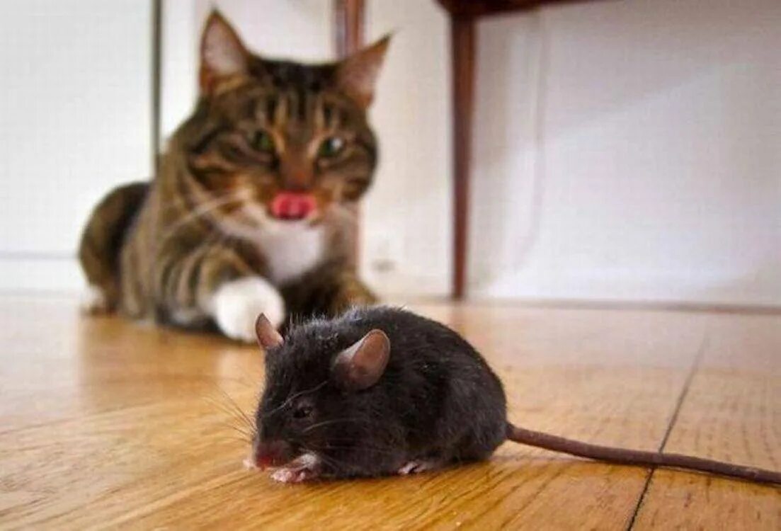 Кот и крыса. Кошки-мышки. Кот и мыши. Кошка с мышью. Кошечку мышку