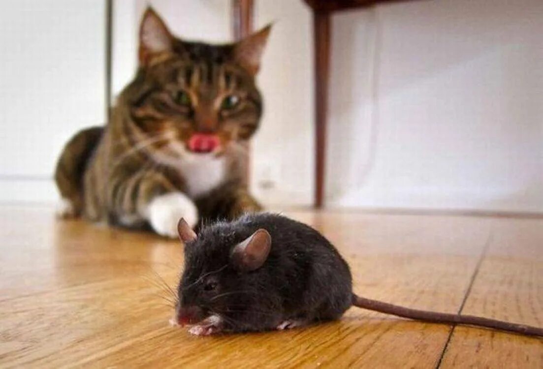 Коты едят крыс. Кот и мыши. кошки-мышки. кошка и крыса. кошка с мышью.