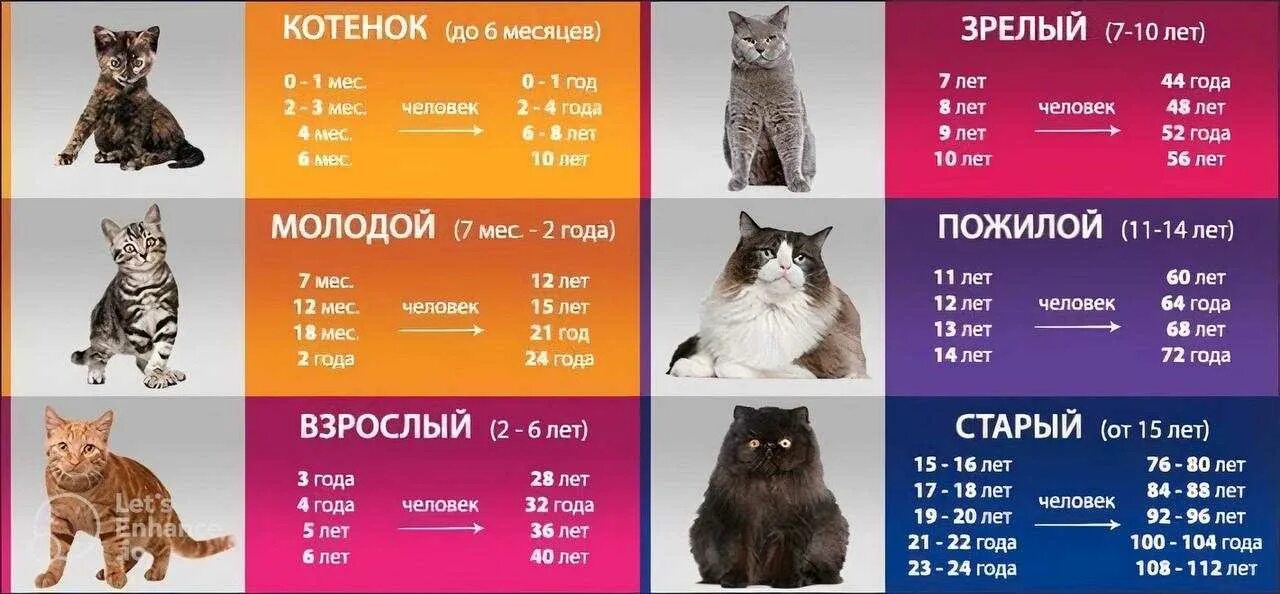 С какого возраста кошка считается взрослой