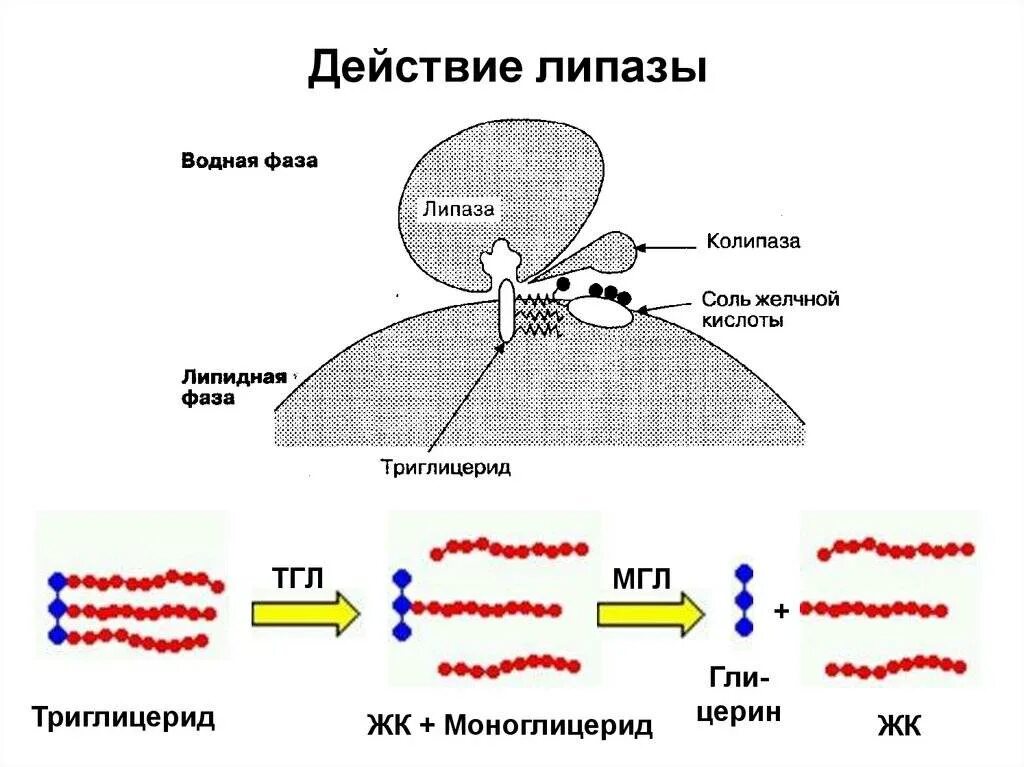 Липаза механизм действия иммунология. Механизм действия липазы. Схема действия таг липазы. Липаза строение фермента.