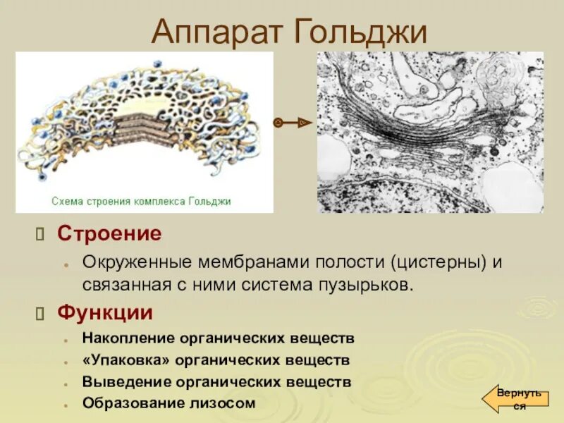 Комплекс строение и функции. Функции аппарата гольджи в клетке. аппарат гольджи у растительной клетки строение. комплекс гольджи характеристика и функции. функции аппарата гольджи в животной клетке.