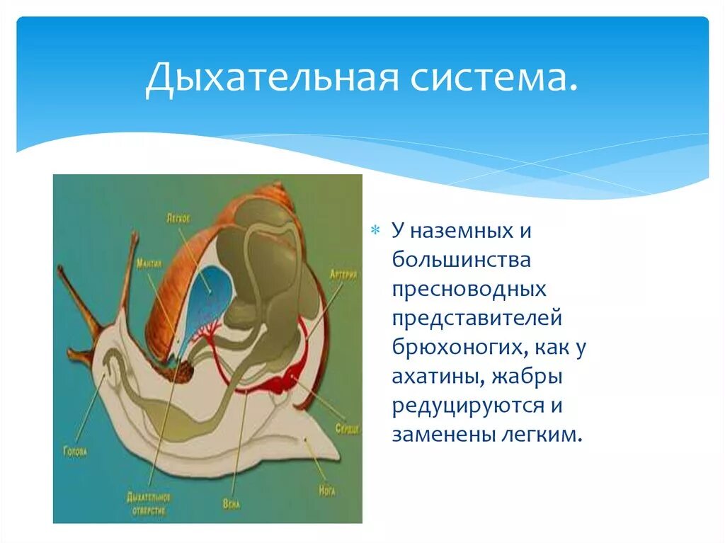 Какие органы дыхания характерны для наземных моллюсков. Класс брюхоногие дыхательная система. Система дыхания у брюхоногих. Класс брюхоногие моллюски дыхательная система. Улитка органы дыхательной системы.