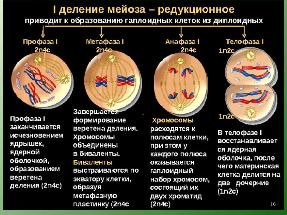 Анафаза первого деления мейоза набор хромосом. Профаза 2 деления мейоза. Профаза метафаза 2 мейоза. Мейоз 1 редукционное деление. Гомологичные хромосомы митоз или мейоз