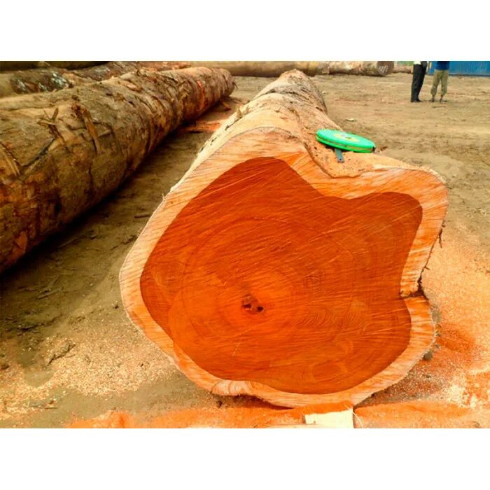 Красное дерево Бубинга. Тиковое дерево древесина. Каталокс древесина. Африканский Падук дерево. Купить твердое дерево