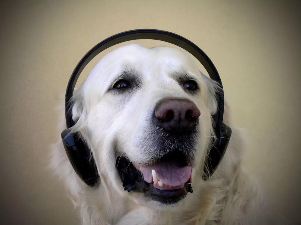 Собака музыка. Портрет необычной музыкальной собаки. Собака с музыкальным инструментом. Собака слушает музыку.