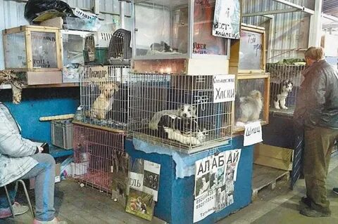 Птичий рынок продать котят