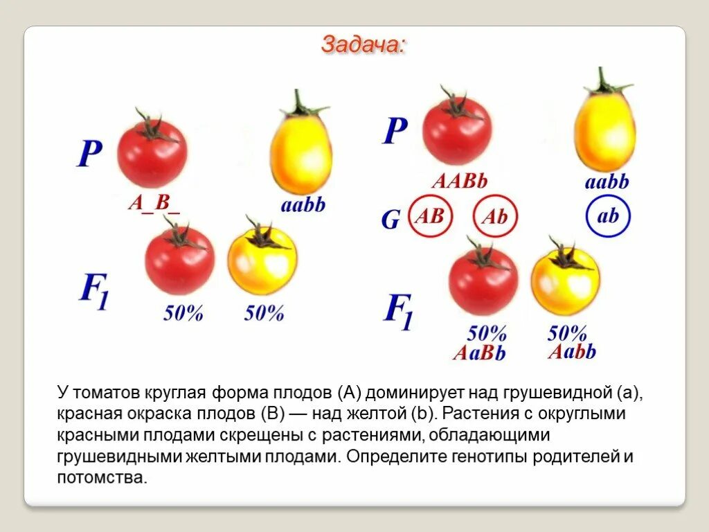 У томатов круглая форма плодов а доминирует над грушевидной а красная. У томатов красная окраска плодов доминирует. Круглая форма плода томата доминирует. Законы Менделя.