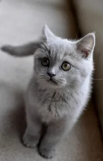 Маленькие бело серые коты