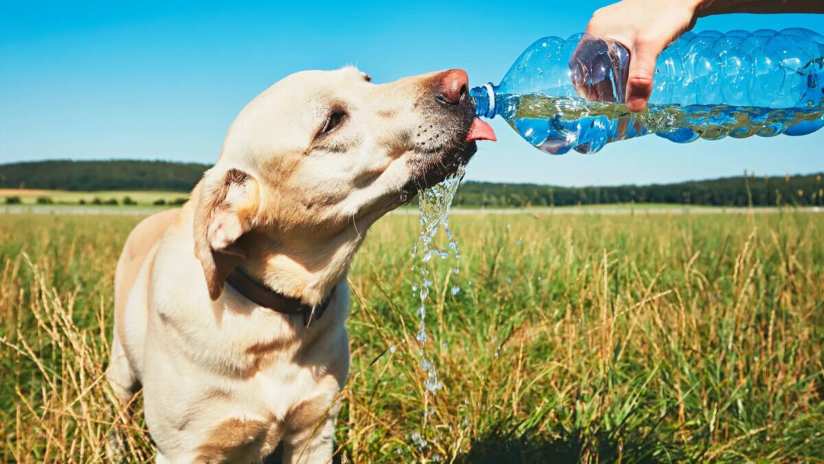 Выпит собака. Как заставить собаку пить воду. Жажда у животных. Собака пьет. Питье животных.
