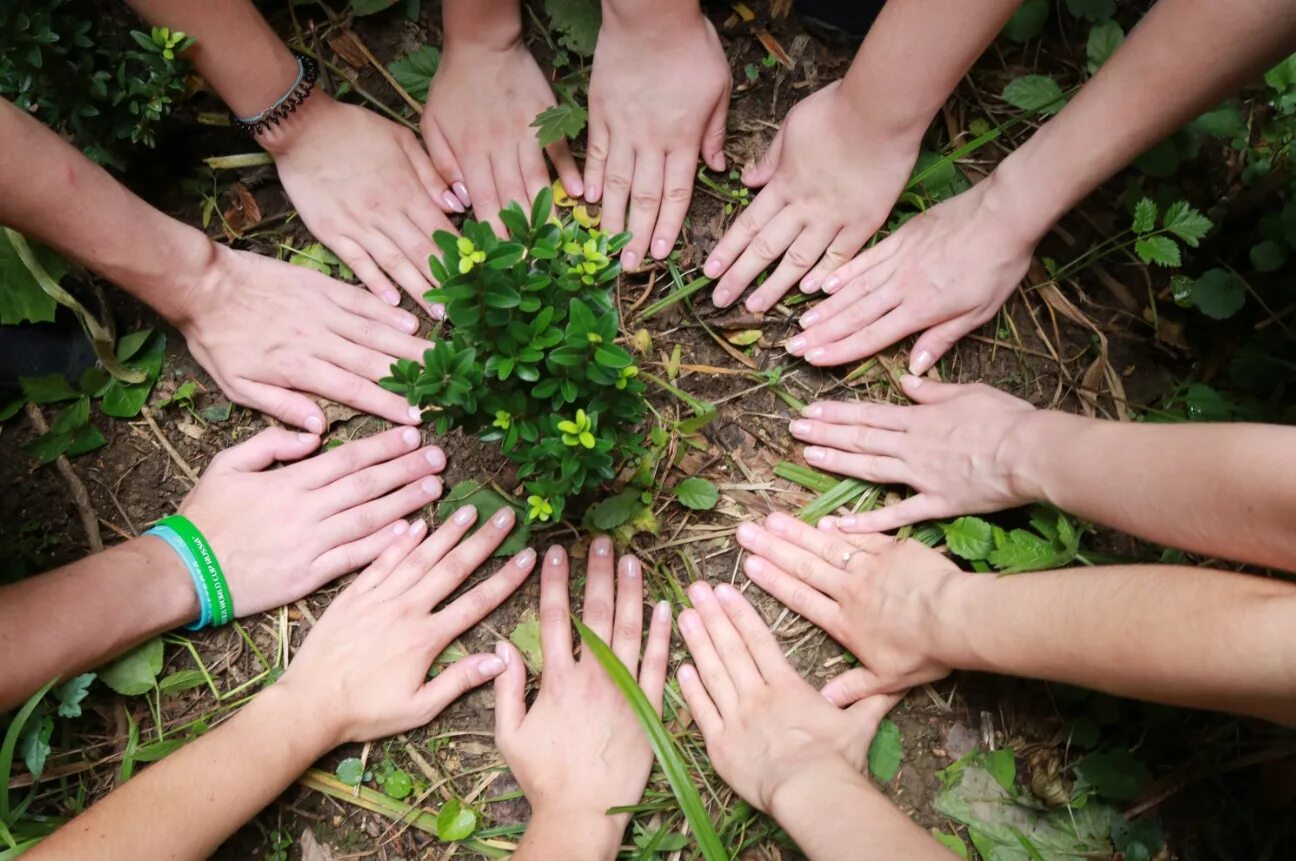 волонтеры охрана памятников. волонтеры охрана природы. волонтеры сохраняют. охрана природы. проект посади лес.