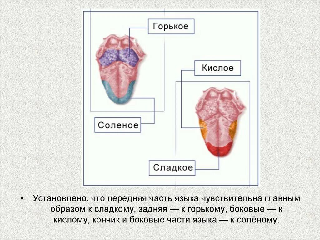 Вкусовой анализатор. Боковые части языка и кончик. Части языка боковые части и кончик языка. Горькое кислое соленое сладкий сладкое