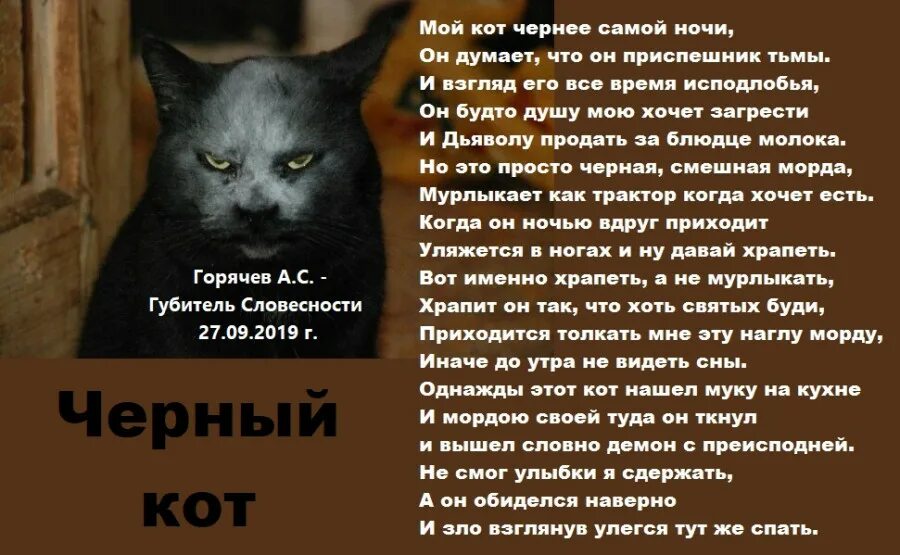 Черный кот характер. Описание черного кота. Интересные факты о черных котах. Описать черного котика. Черная кошка содержание