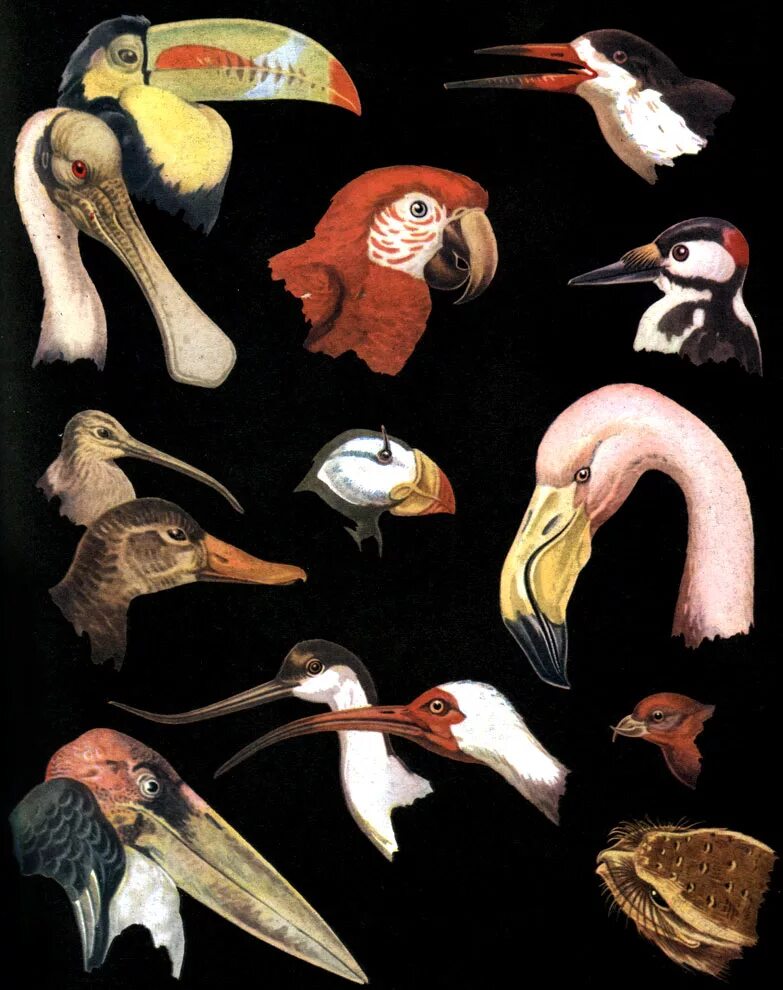 Разнообразие клювов. Разная форма клювов. Клювы птиц. Разнообразие клювов птиц. Формы клюва у птиц.