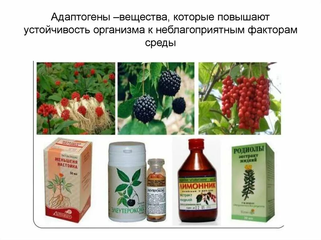 Растительные средства препараты. Адаптогены. Адаптогены препараты. Растительные адаптогены. Лекарства растительного происхождения.