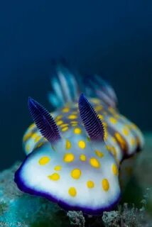 Самые красивые морские обитатели