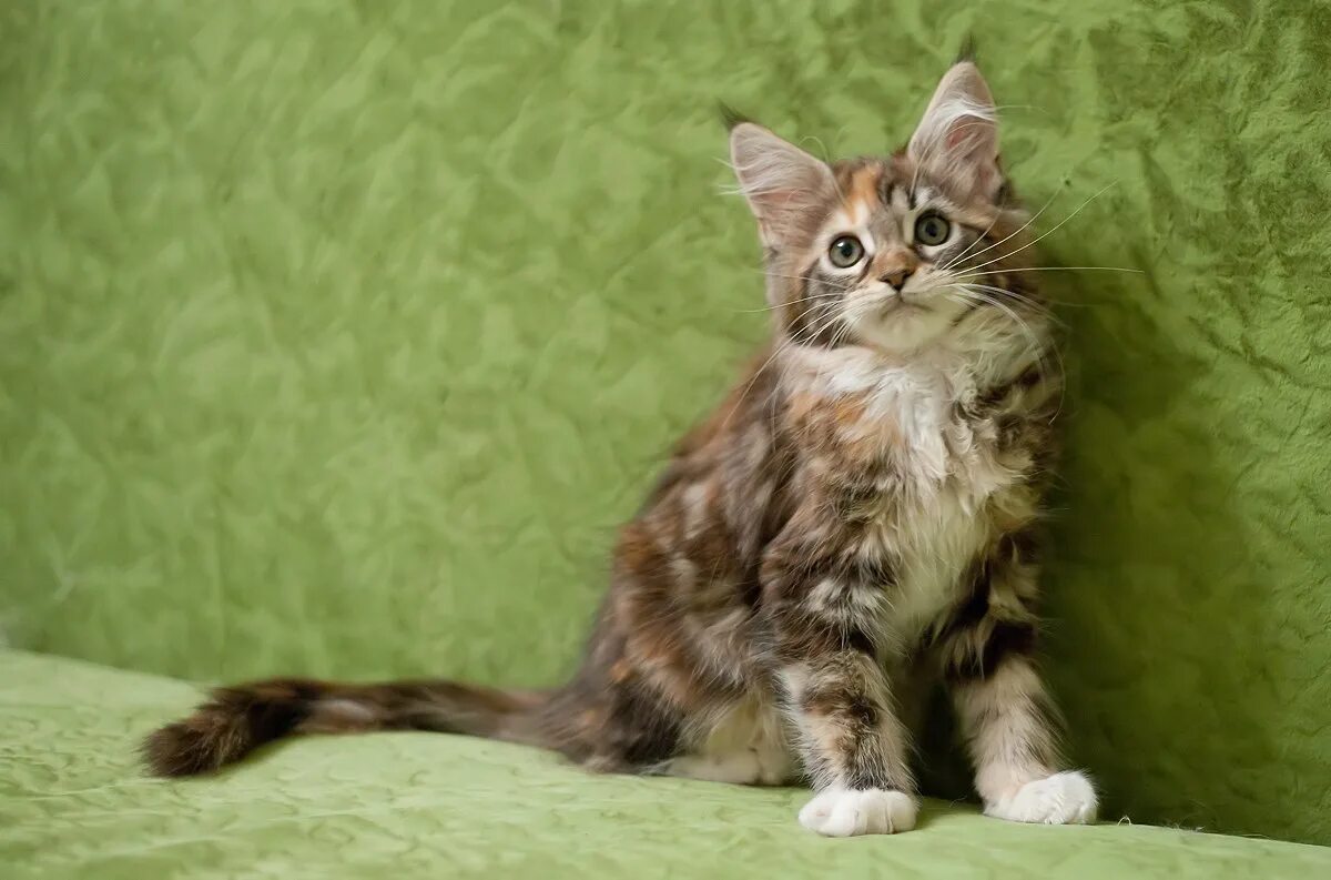 кошачий возраст по кошачьим меркам таблица. как понять возраст котенка. продолжительность жизни кошек на человеческие годы. по человеческим меркам кошачий возраст 1 год. сколько лет кошке по человеческим меркам таблица.