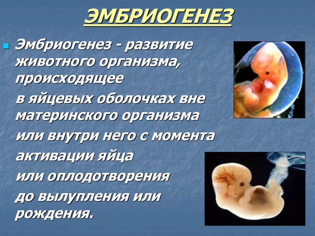 Эмбриогенез животных этапы. Онтогенез эмбриогенез животных. Формирование зародыша эмбриогенез. Эмбриональный период онтогенеза животных.