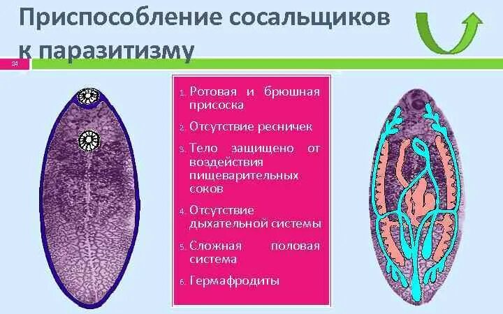 Приспособления к паразитизму у сосальщиков. Приспособления сосальщиков к паразитическому образу жизни. Строение сосальщиков червей. Печеночный сосальщик приспособления. Сосальщик какой тип