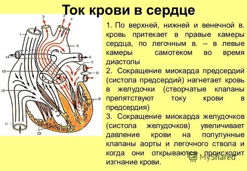 Ток крови в сердце схема Фотографии HEART TOK