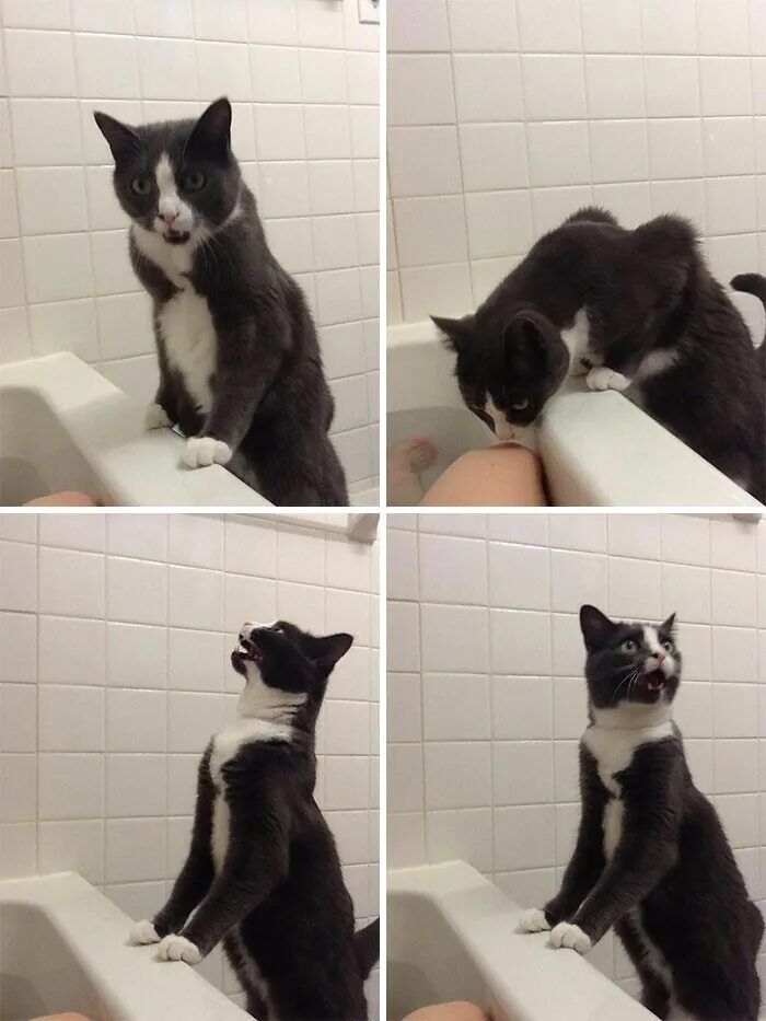 Переживающий кот. Котик в ванной. мемы с котиками в ванной. кот и хозяин мемы. мемы с кошками.