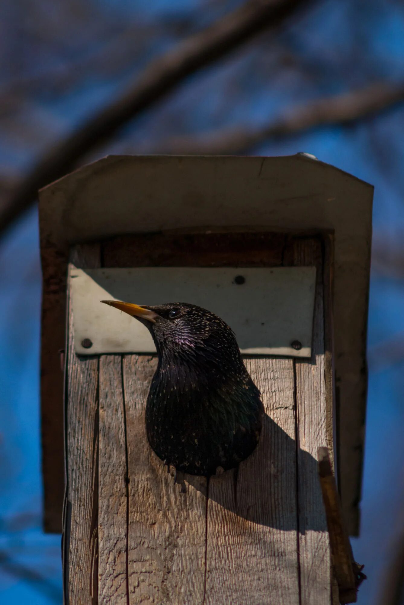 скворец живет дома. домашний скворец в клетке. скворец живет дома. жилище скворцов. скворец скворушка скворечник.