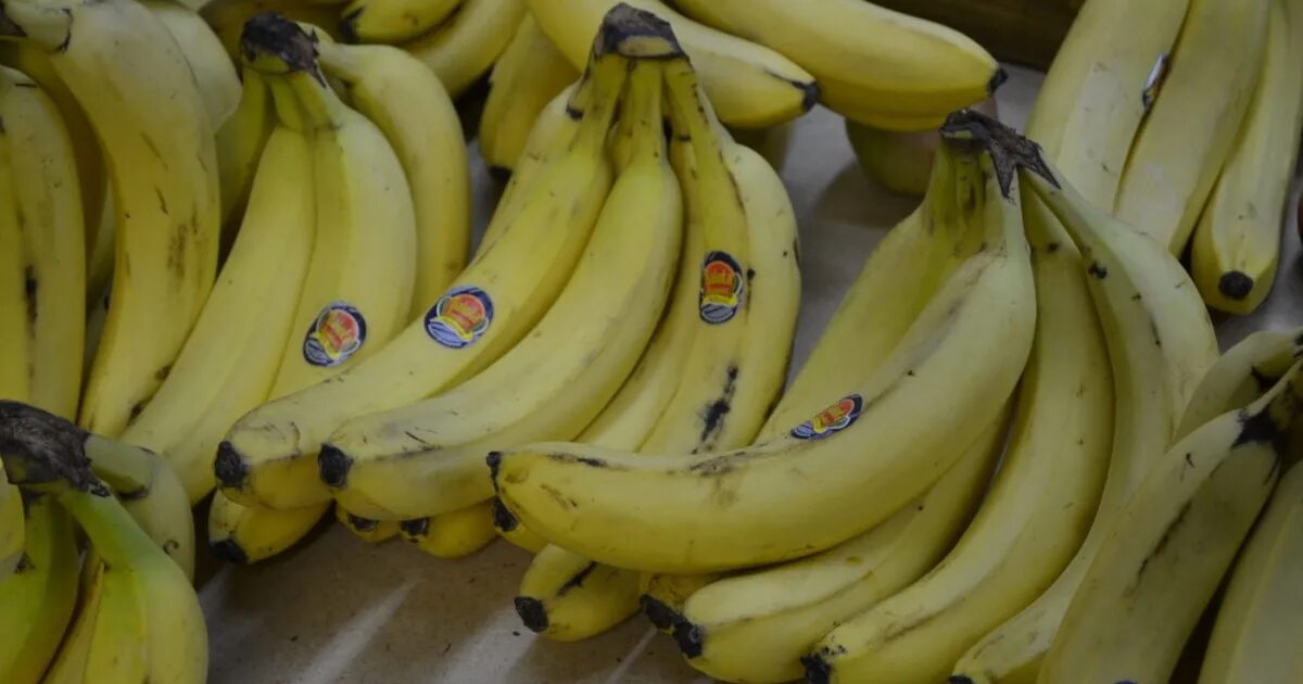 мировой поставщик бананов. банан. бананы уругвай. прилавок бананов. бананы эквадор производитель.