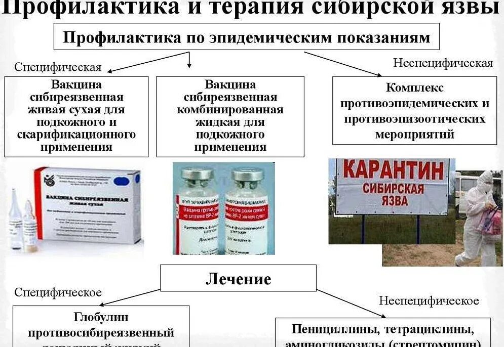 Бациллы сибирской язвы окраска по граму. Препарат сибирская язва. Внимание осторожно сибирская язва. Профилактика сибирской язвы. Принципы и препараты для лечения сибирской язвы микробиология.