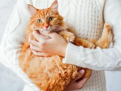 Рыжая кошка девочка