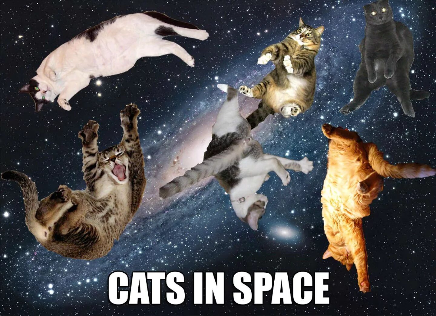 Кошка полетевшая в космос. Кот в космосе. Космическая кошка. Летающие коты в космосе. Коты космонавты.