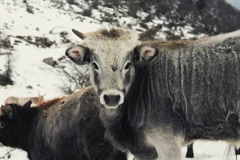 Баран як