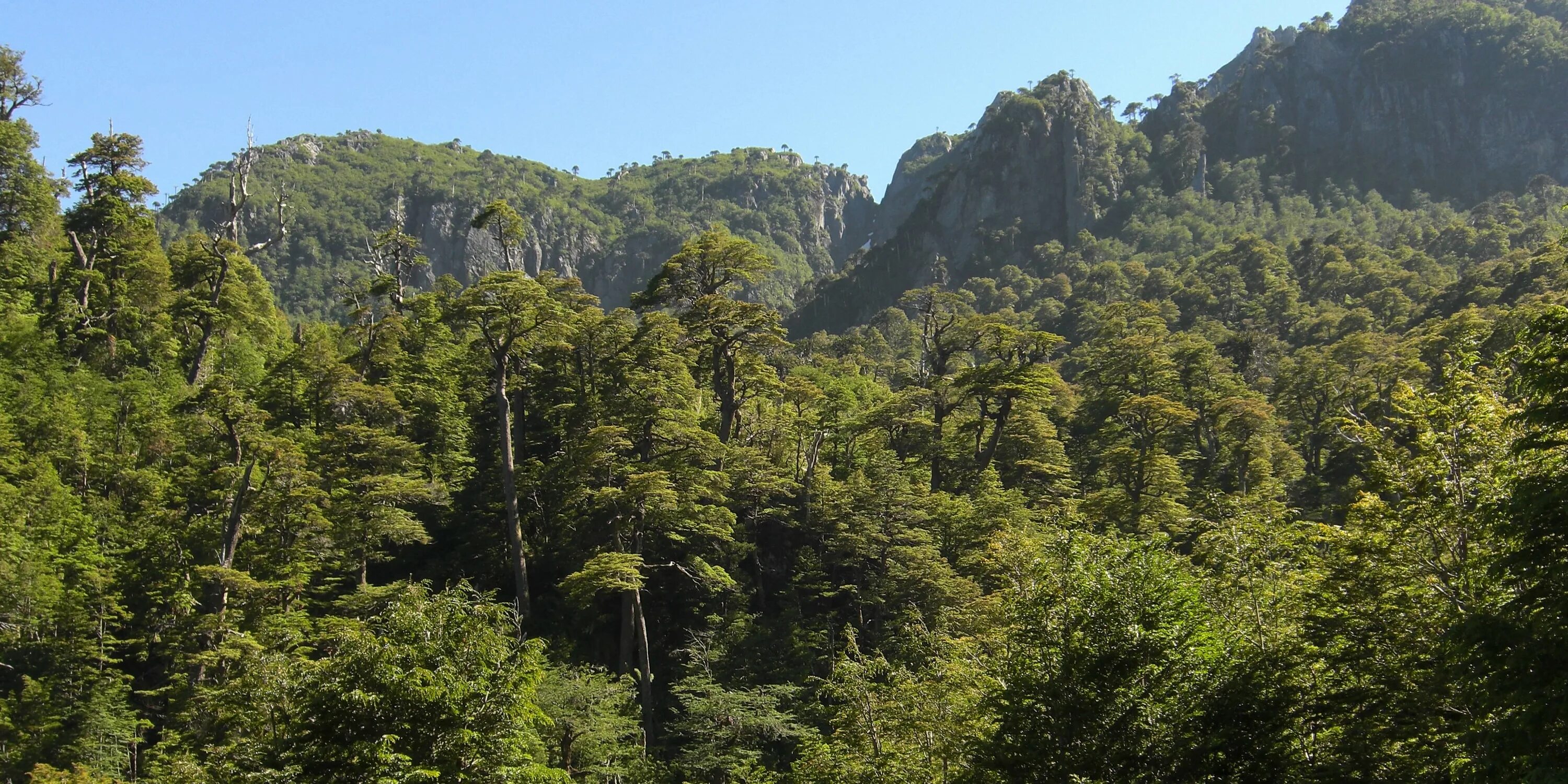 Вальдивские леса в Чили. Влажные леса Чили. Тропические леса Чили. Жестколистные леса Австралии.