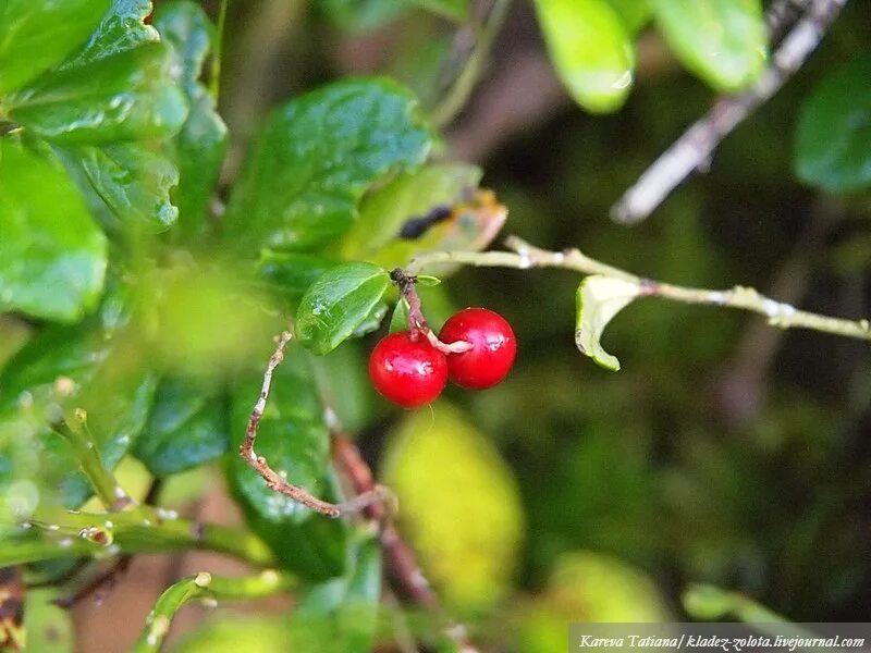Кладезь мудрости русская пословица. Кладезь острот 6 букв. Кладезь знаний символы. Приключения на черничной поляне. Кладезь острот 6 букв.