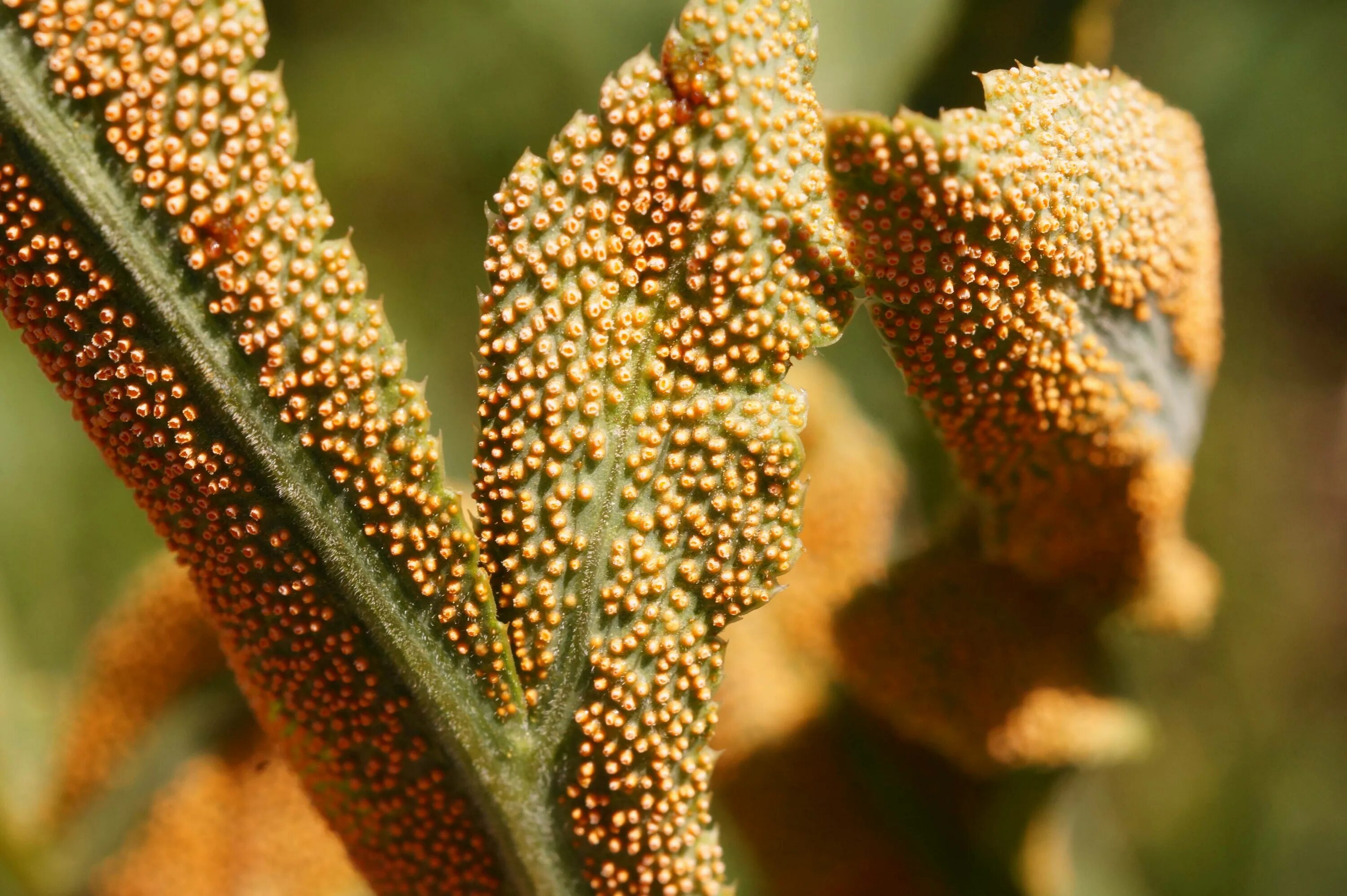 Ржавчинные грибы Puccinia. Бурая ржавчина (Puccinia triticina). Puccinia graminis гриб. Бурая листовая ржавчина пшеницы (Puccinia Recondite).