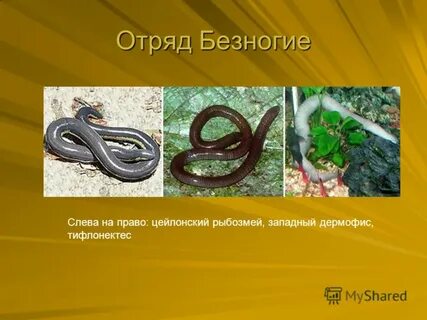 Представитель безногих