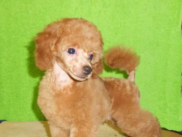 карликовый пудель щенок 3 мес. 5 месяца. щенок карликового пуделя 2 месяца. пудель щенок 3 месяца. щенок карликового пуделя 2 месяца.