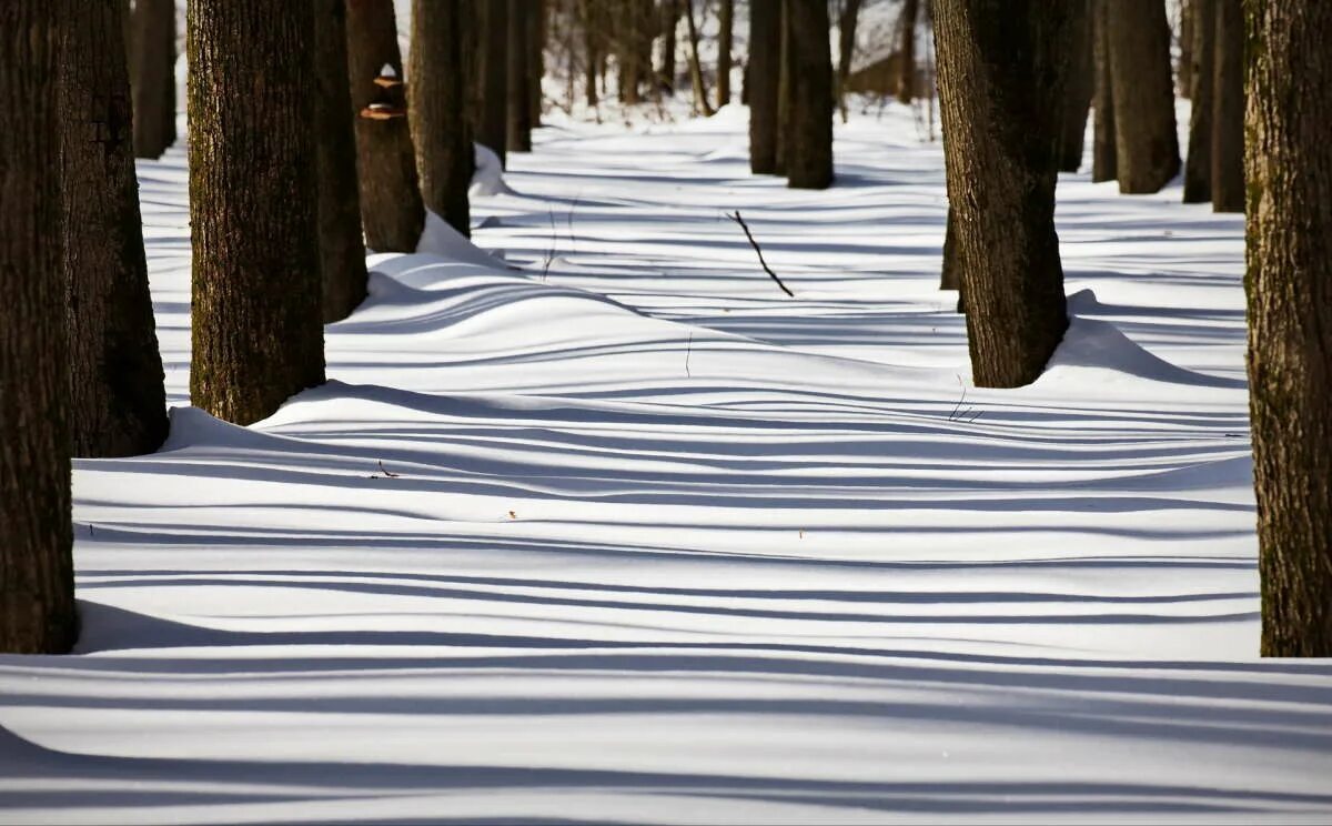 Длинные тени деревьев. Тень от дерева. Тени от деревьев зима. Тени от деревьев в лесу. Лужайка с деревьями.