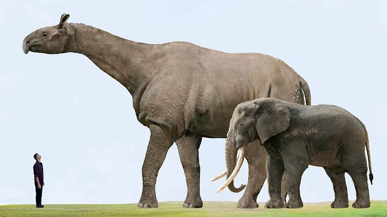 Слоны какой слон крупнее. Парацератерий и Индрикотерий. Гигантский носорог Индрикотерий. Вымерший Индрикотерий. Безрогий носорог – индрикотерия.
