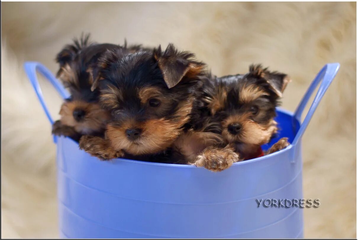 Йоркширский терьер помет. Приют йоркширских терьеров. Йоркширский терьер помет. Питомник йоркширских терьеров в оренбурге. Йоркширский терьер купить.