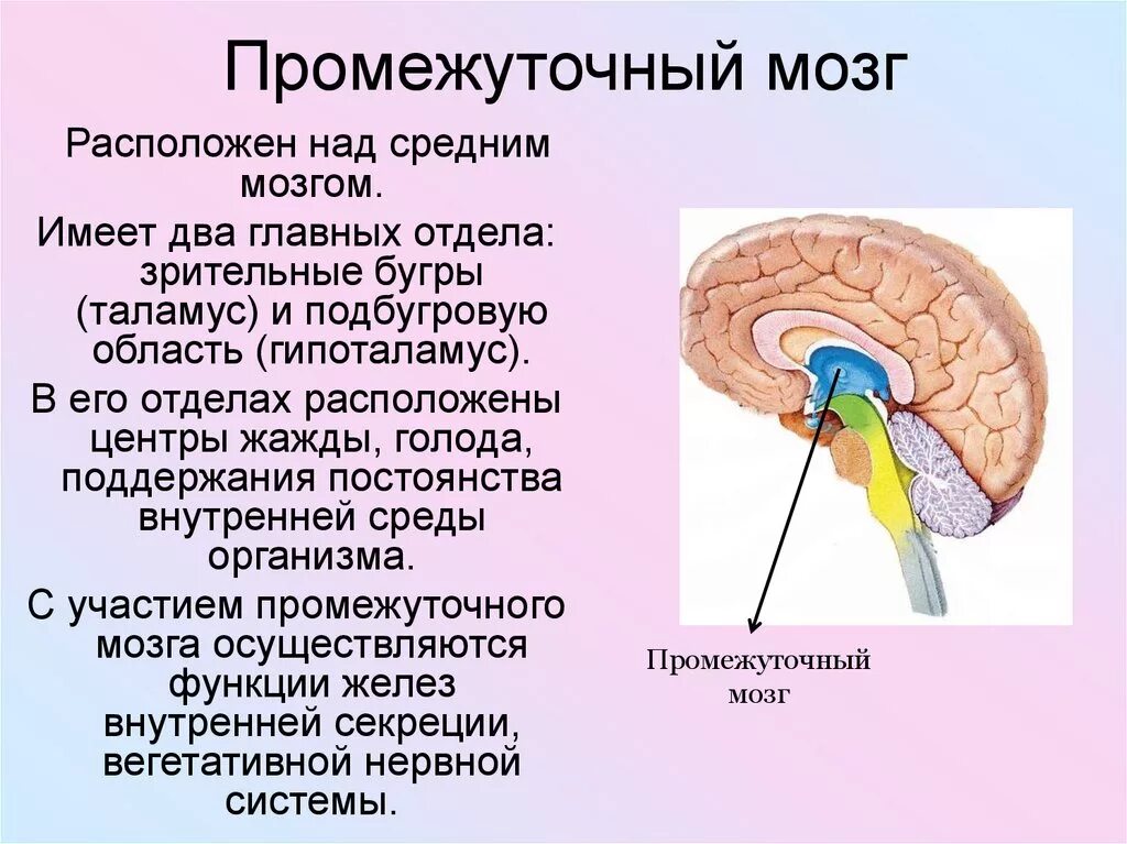 Промежуточный строение и функции. Структуры отделов и функции промежуточного мозга. Промежуточный мозг строение и функции. Промежуточный мозг расположение строение функции. Строение промежуточногомощга.