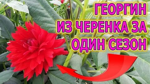 Черенкование георгин осенью