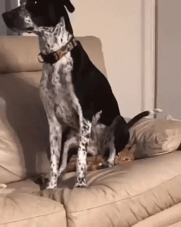 Пес сидит на коте. Собака сидит. собака сидит на коте. собака доминирует. кошка с собакой сидят.